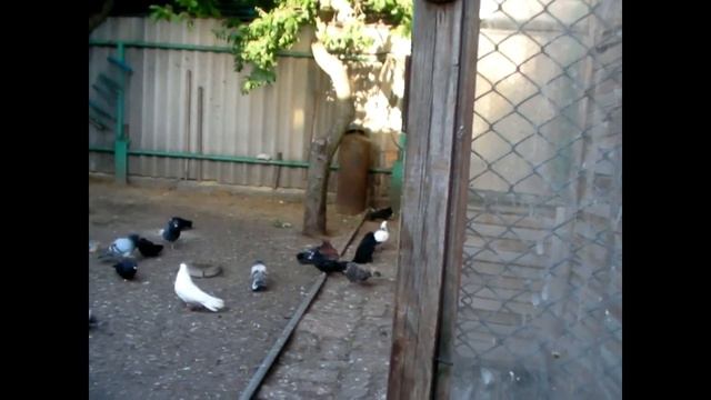 Появилось новое пополнение... смотреть онлайн