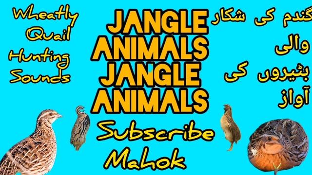 MAHOK Madi Batair Ki Awaz Female Quil Sounds مادی بٹیر کی آواز