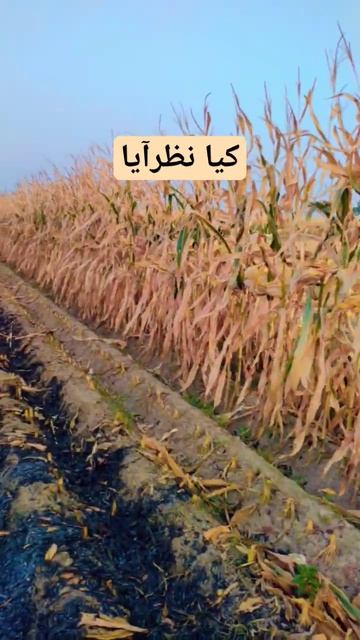 beautiful village fields #ytshort #youtubeshorts #naturalsound смотреть онлайн