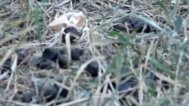 Кошка с мышкой смотреть онлайн