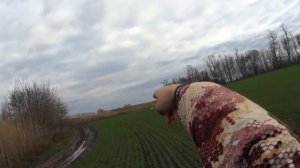 охота на шакала в камыше с гончими