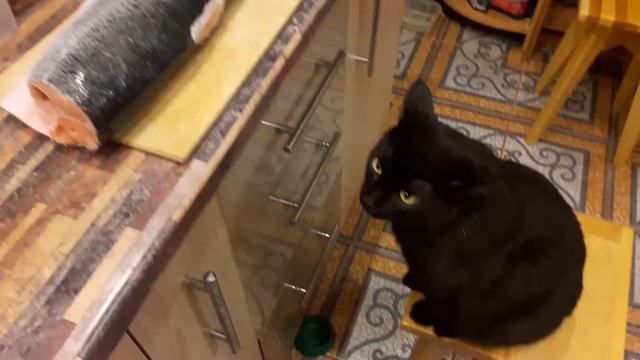 The cat Meetya and the Salmon смотреть онлайн