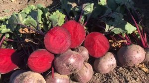 Свёкла КЕСТРЕЛ F1