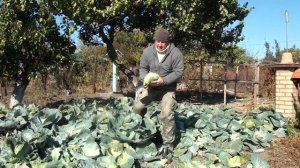 УБИРАЮ УРОЖАЙ КАПУСТЫ ЗИМНЕЙ "АГРЕССОР". 2023 ГОД. 19 ОКТЯБРЯ.