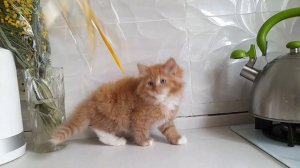 Констанция сибирский котенок