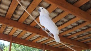 Какаду альба Джеки!