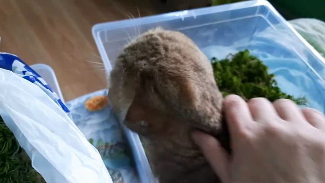 Помощница.