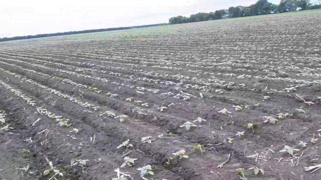 31.05.2021 Кас32 на соняшник Белла Євраліс фаза соняшника для Геліантекса.