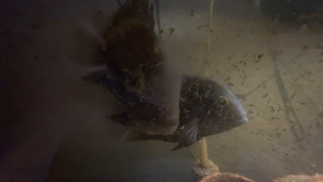 uaru fernandezyepezi смотреть онлайн