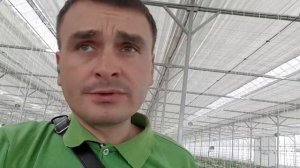 Секреты формировки сладкого кубовидного перца на гидропонике