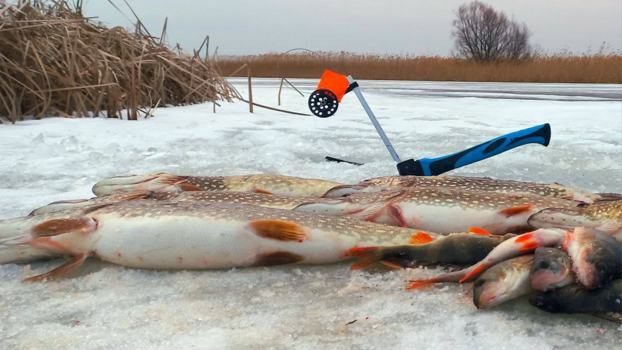 ВЕСНА ЛЁД РАСТОПИЛА - ДИКИЙ ЖОР ОБЬЯВИЛА! ОСТАВИЛ ЖЕРЛИЦЫ В НОЧЬ И ВОТ ЧТО ВЫШЛО. ПОМИДОР В КАМЫШЕ