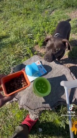 West Paw Zogoflex Puzzle, New Dog Toy For Scent Training, MyLoGo Approves, Toy Keeps Puppies Engage