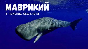 МАВРИКИЙ ЛУЧШИЙ ОТДЫХ | Часть 2 | В ПОИСКАХ КИТОВ #mauritius #блогуральског