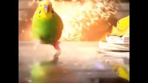 Попугай бежит от взрыва (с разными песнями)