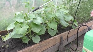 Ожёг по краю листа у огурца? Пожелтели края листьев? Кормим огурцы монофосфатом калия