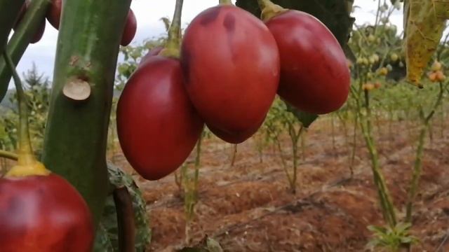 Tips on marketing tree tomatoes - all you need to know | Tree tomato farming in Kenya |