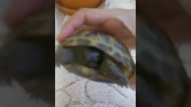 Привет это видео про мою черипоху смотреть онлайн