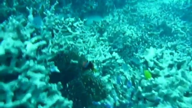 沖縄 ダイビング 恩納村 山田 ヨスジフエダイとクマノミ смотреть онлайн