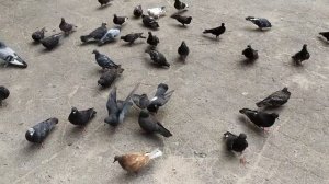 Клятва 478 серия русская озвучка | Саваш начинает подготовку к свадьбе