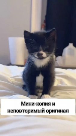 копия и оригинал  #котики