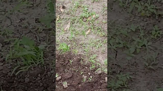 Борьба с сорняками смотреть онлайн