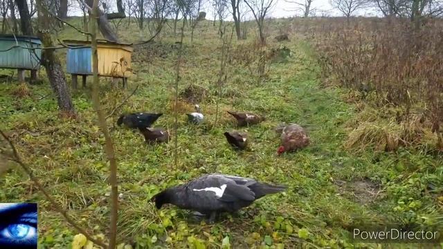 СЕКРЕТИ вирощування Мускусних Качок
