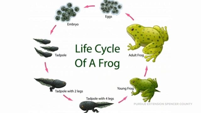 The Life Cycles of Plants and Animals смотреть онлайн