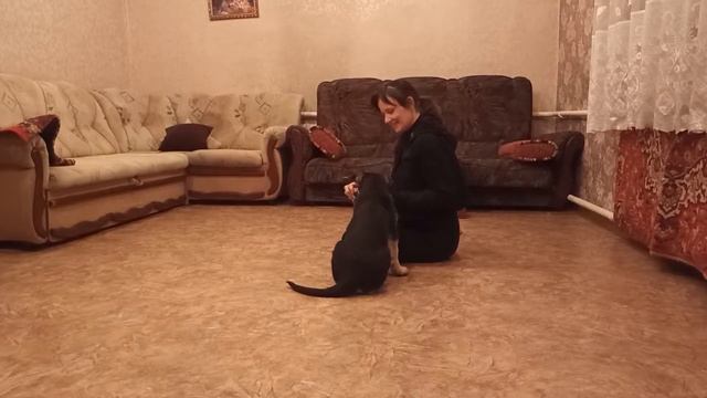 Щенок ВЕО. Зевка 71 дней от рождения. И опять тренировки. смотреть онлайн