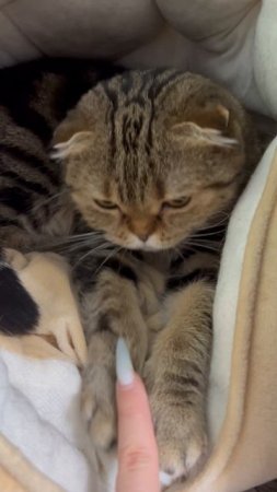 Милая шотландская вислоухая кошка 🐱