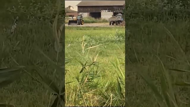 Выгрузка сахарной свеклы. смотреть онлайн