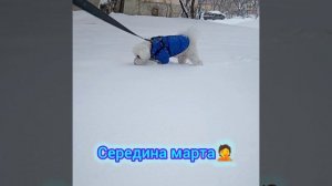 Опять середина марта. Снова снег!