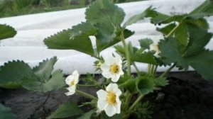 Что не любит клубника весной? ЭТИ 3 агроприёма снижают урожайность и задерживают созревание