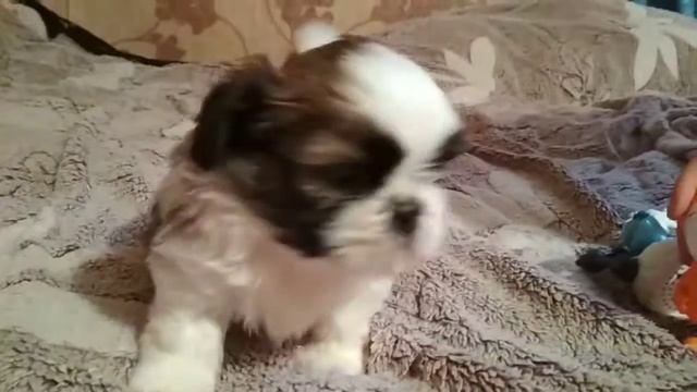 Принц среди девчонок смотреть онлайн