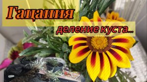 Гацания..Деление куста..Как я размножаю свои гацании,выращенные мною из семян..Дальнейшии уход..🌼