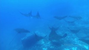 Подводный мир.