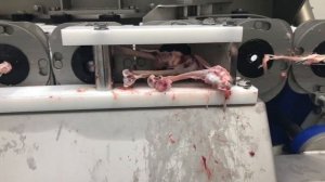 STEEN ST800 - Chicken drum high-speed deboning machine