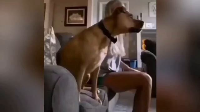 ЗАБАВНЫЕ ЖИВОТНЫЕ (ч.1) смотреть онлайн