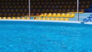 Дельфин делает массаж