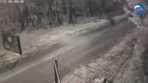 Больница в шоке: тигр утащил собаку с территории медучреждения