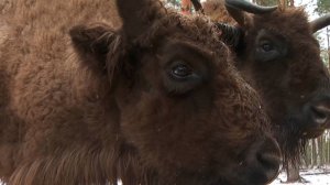 Численность зубров выросла до 300 голов в европейской части России