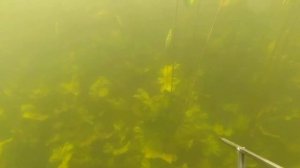 Подводная охота на малой реке