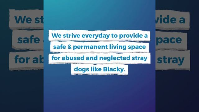 An old stray dog was beaten, left with a permanent neck injury now safe at the VOSD Sanctuary! смотреть онлайн