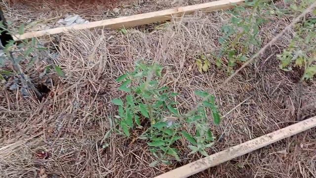 Высокорослые томаты для теплицы и томаты гномы в открытом грунте. Часть 1. смотреть онлайн