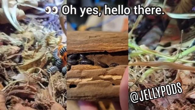 Pod-TV :: Isopods Check up - A. Maculatum Zebra смотреть онлайн