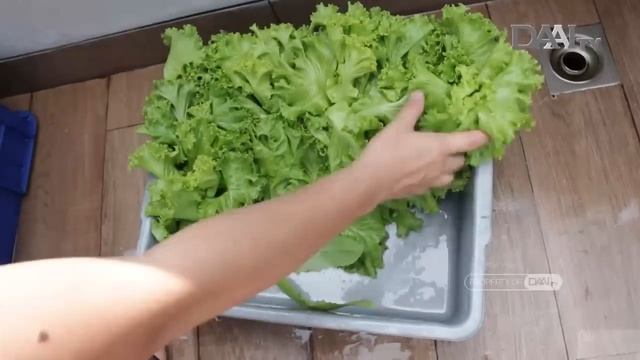 Serunya Berkebun di Rooftop dan Balkon смотреть онлайн