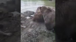 Медведи рвут