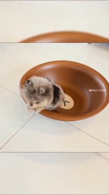 3 Смешные кошки и собаки  #shorts смотреть онлайн