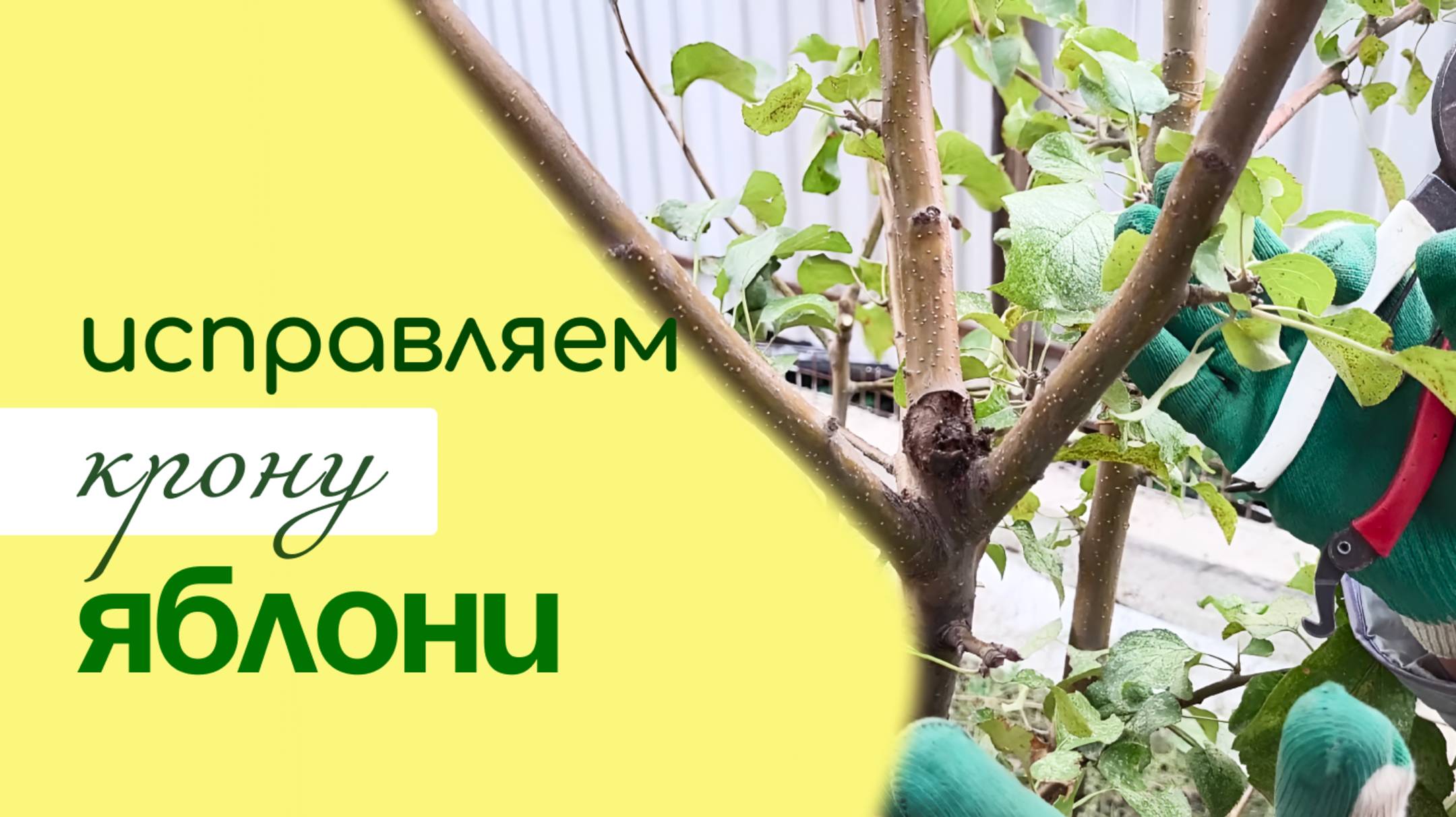 Как ПРАВИЛЬНО СФОРМИРОВАТЬ и ОБРЕЗАТЬ молодую ЯБЛОНЮ