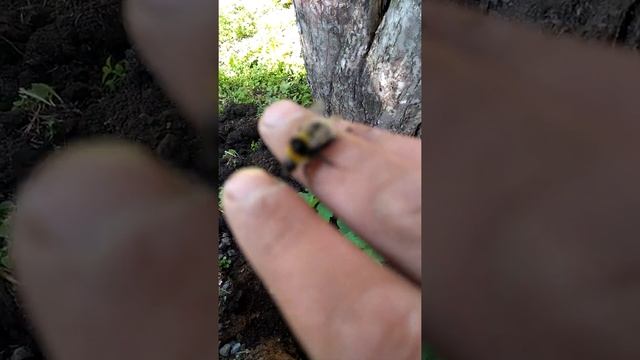 Шмель на прогулке смотреть онлайн