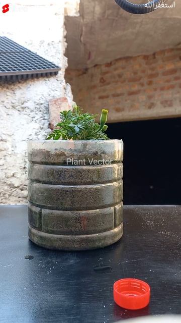 Mustard fertiliser for marigold  Best organic fertiliser  Mustard cake fertiliser  shorts